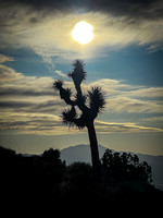 Joshua Tree NP March 2026