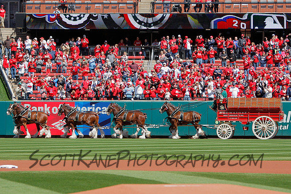 MLB: APR 11 Brewers at Cardinals